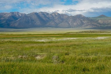 Crowley Gölü'nün yanındaki uzun vadi, Mono County, Kaliforniya. Abd. Bulutlu yaz aylarında arka planda dağ ile yeşil sulak.