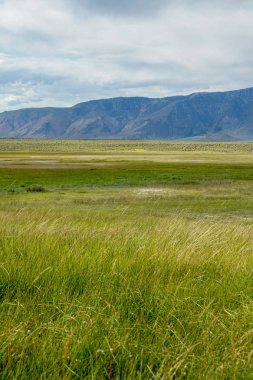 Crowley Gölü'nün yanındaki uzun vadi, Mono County, Kaliforniya. Abd. Bulutlu yaz aylarında arka planda dağ ile yeşil sulak.