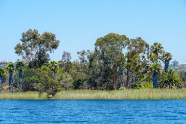 Güzel mavi gökyüzü yaz gününde mavi su, ağaçlar ve yerli sulak bitkiler ile büyük rezervuar gölü. Scripps Miramar Ranch topluluğunda Miramar rezervuarı, San Diego, Kaliforniya. 