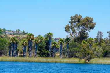 Güzel mavi gökyüzü yaz gününde küçük ahşap iskele ve mavi su, ağaçlar ve yerli sulak bitkiler ile Göl. Scripps Miramar Ranch topluluğunda Miramar rezervuarı, San Diego, Kaliforniya.