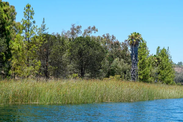 Big reservoir lake with blue water, trees and native wetland plants during nice blue sky summer day. Miramar reservoir in the Scripps Miramar Ranch community, San Diego, California.