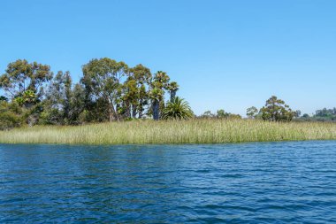 Güzel mavi gökyüzü yaz gününde mavi su, ağaçlar ve yerli sulak bitkiler ile büyük rezervuar gölü. Scripps Miramar Ranch topluluğunda Miramar rezervuarı, San Diego, Kaliforniya. 
