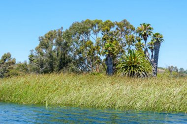 Güzel mavi gökyüzü yaz gününde mavi su, ağaçlar ve yerli sulak bitkiler ile büyük rezervuar gölü. Scripps Miramar Ranch topluluğunda Miramar rezervuarı, San Diego, Kaliforniya. 