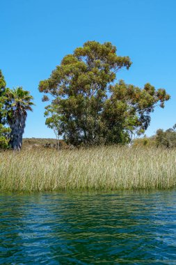 Güzel mavi gökyüzü yaz gününde mavi su, ağaçlar ve yerli sulak bitkiler ile büyük rezervuar gölü. Scripps Miramar Ranch topluluğunda Miramar rezervuarı, San Diego, Kaliforniya. 