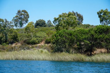Güzel mavi gökyüzü yaz gününde mavi su, ağaçlar ve yerli sulak bitkiler ile büyük rezervuar gölü. Scripps Miramar Ranch topluluğunda Miramar rezervuarı, San Diego, Kaliforniya. 