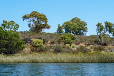 Güzel mavi gökyüzü yaz gününde mavi su, ağaçlar ve yerli sulak bitkiler ile büyük rezervuar gölü. Scripps Miramar Ranch topluluğunda Miramar rezervuarı, San Diego, Kaliforniya. 