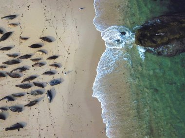 Sea Lions, Coastline aerial view, California, La Jolla Koyu, San Diego, Beach & wave, mavi ve yeşil Bu Pacificg boyunca kıvrımlı kıyı şeridi tepelik bir sahil