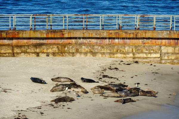 Turisté Dívají Mořské Lvy Tuleni Záliv Pod Sluncem Jolla San — Stock fotografie