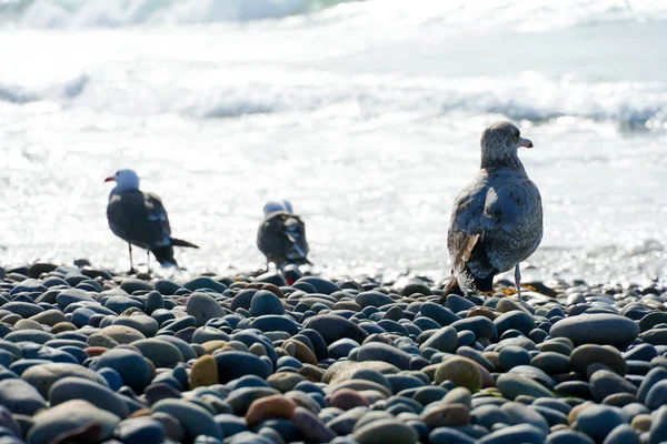 Gruppe Von Möwen Einem Felsigen Strand Vor Sonnenuntergang Kalifornien — Stockfoto