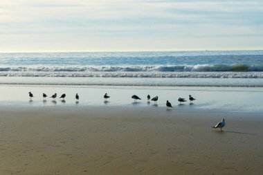 Gün batımında sahilde grup op martılar. Arka planda deniz ile günbatımı martı silueti.