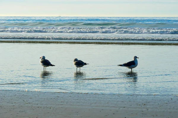 Grupo Gaivotas Com Suas Reflexões Sobre Praia Antes Pôr Sol — Fotografia de Stock