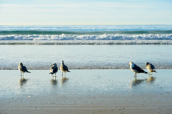 Groep Meeuwen Met Hun Reflecties Het Strand Voor Zonsondergang Tijd — Stockfoto