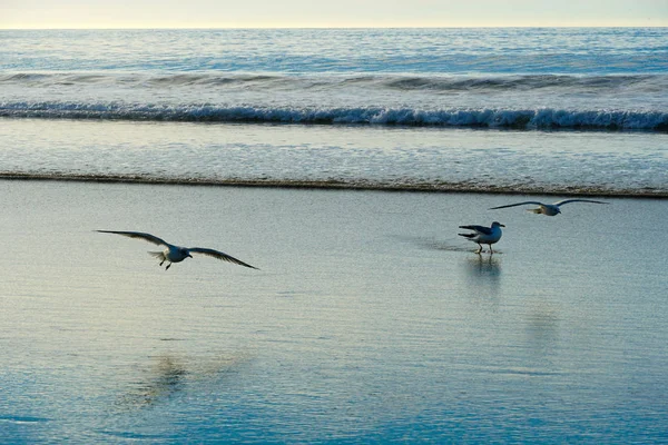 Grupo Gaivotas Com Suas Reflexões Sobre Praia Antes Pôr Sol — Fotografia de Stock