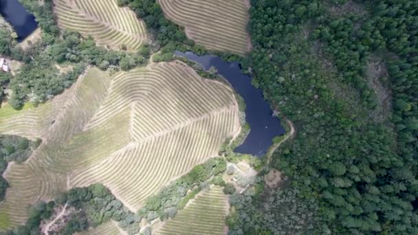 Vista Aérea Del Paisaje Del Viñedo Del Valle Napa Durante — Vídeo de stock