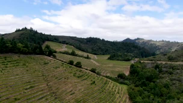 夏のシーズン中のナパバレーのブドウ園の風景の航空写真 カリフォルニア州ワインカントリーのナパ郡 — ストック動画