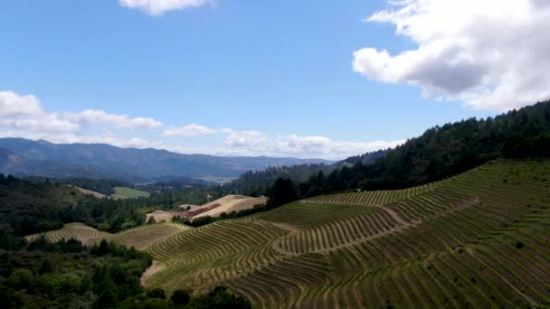 Vista Aérea Del Paisaje Del Viñedo Del Valle Napa Durante — Vídeo de stock