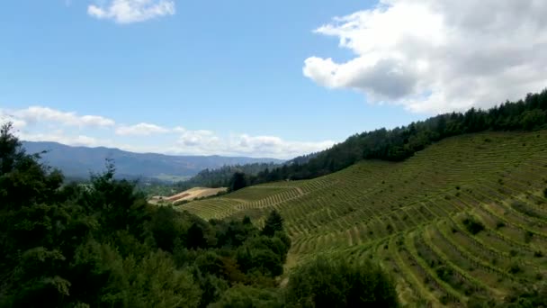 Vista Aérea Del Paisaje Del Viñedo Del Valle Napa Durante — Vídeo de stock