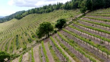 Yaz sezonunda Napa Vadisi bağ peyzaj havadan görünümü. Napa County, California şarap ülkesi.
