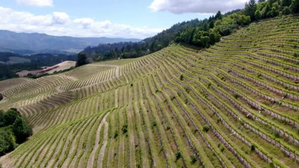 夏季纳帕谷葡萄园景观的鸟瞰图 纳帕县 在加利福尼亚州的葡萄酒之乡 — 图库视频影像