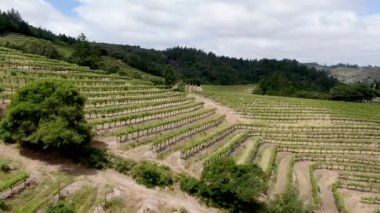 Yaz sezonunda Napa Vadisi bağ peyzaj havadan görünümü. Napa County, California şarap ülkesi.