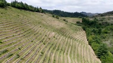 Yaz sezonunda Napa Vadisi bağ peyzaj havadan görünümü. Napa County, California şarap ülkesi.