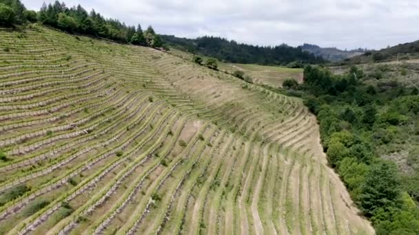 Vista Aérea Del Paisaje Del Viñedo Del Valle Napa Durante — Vídeos de Stock