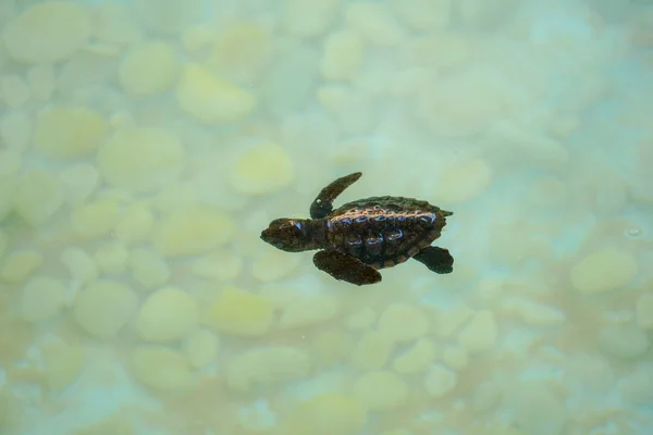 Baby sea turtle swimming under clear sea water.