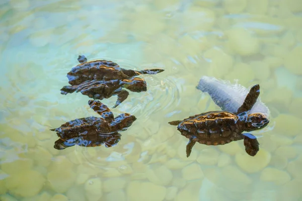 Baby sea turtles hatching swimming and catching food under clear sea water.