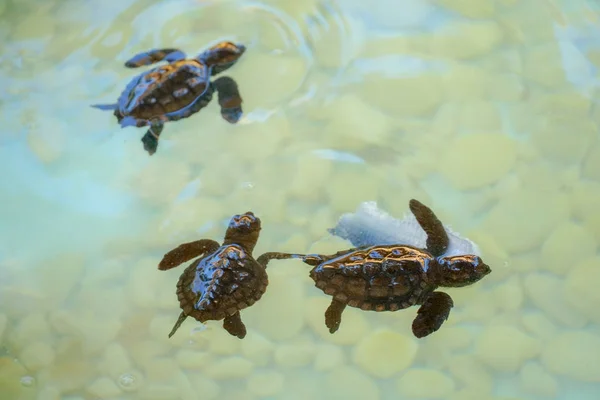 Baby sea turtles hatching swimming and catching food under clear sea water.