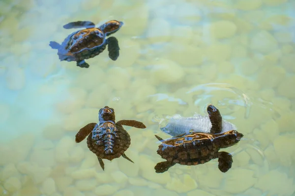 Baby sea turtles hatching swimming and catching food under clear sea water.