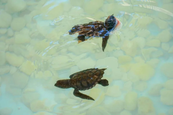Baby sea turtles hatching swimming and catching food under clear sea water.