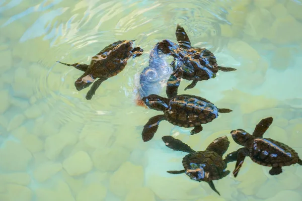 Παιδικές Θαλάσσιες Χελώνες Που Επωάζονται Και Πιάνουν Φαγητό Κάτω Από — Φωτογραφία Αρχείου