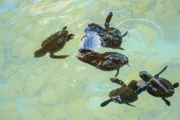 Παιδικές Θαλάσσιες Χελώνες Που Επωάζονται Και Πιάνουν Φαγητό Κάτω Από — Φωτογραφία Αρχείου