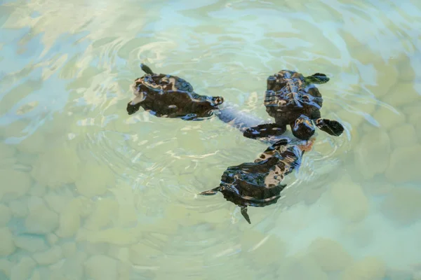 Baby sea turtles hatching swimming and catching food under clear sea water.