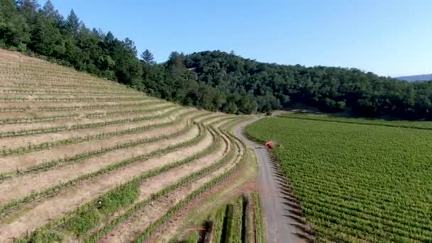 Vista Aérea Del Viñedo Vino Valle Napa Durante Temporada Verano — Vídeos de Stock