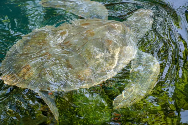 알비노 거북을 닫습니다 물에서 수영하는 — 스톡 사진