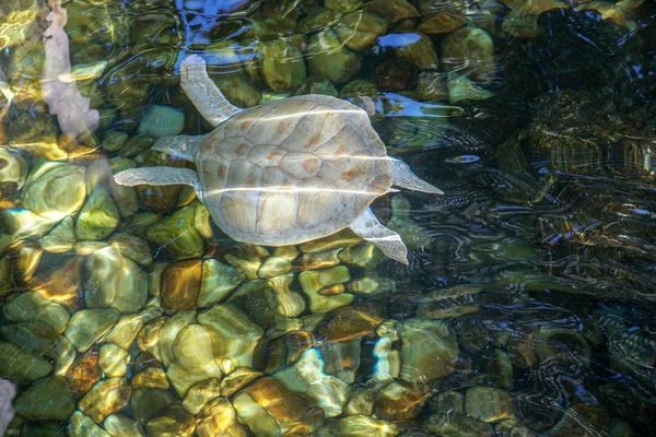 Primer Plano Tortuga Marina Albina Tortuga Marina Blanca Nadando Aguas —  Fotos de Stock