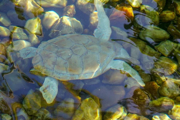 알비노 거북을 닫습니다 물에서 수영하는 — 스톡 사진