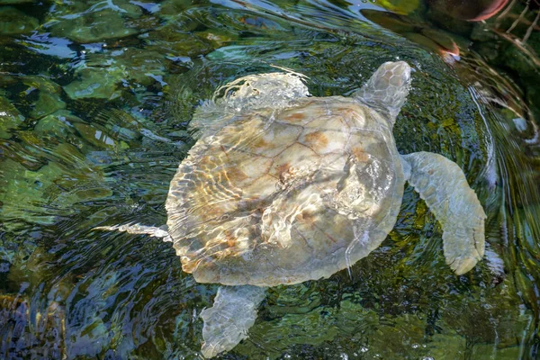 Κοντινό Κομμάτι Της Θαλάσσιας Χελώνας Αλμπίνο Λευκή Θαλάσσια Χελώνα Κολυμπάει — Φωτογραφία Αρχείου