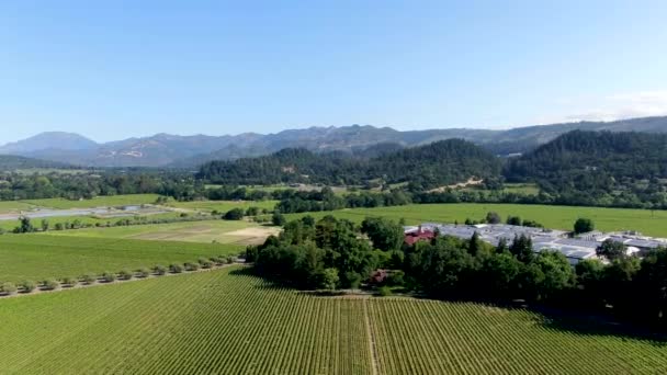夏のシーズン中のナパバレーのブドウ園の風景の航空写真 カリフォルニア州ワインカントリーのナパ郡 — ストック動画