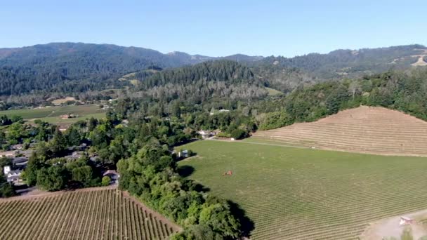 Vista Aérea Del Paisaje Del Viñedo Del Valle Napa Durante — Vídeos de Stock