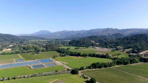 Luchtfoto Van Het Wijngaardlandschap Van Napa Valley Tijdens Het Zomerseizoen — Stockvideo