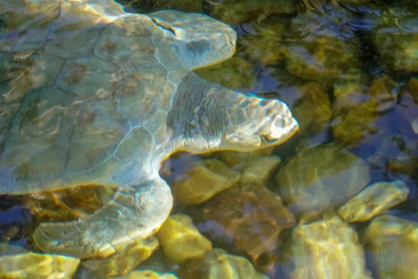 Close up of albino sea turtle. White sea turtle swimming in clear water.