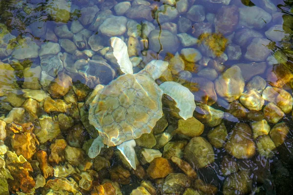 Primer Plano Tortuga Marina Albina Tortuga Marina Blanca Nadando Aguas —  Fotos de Stock