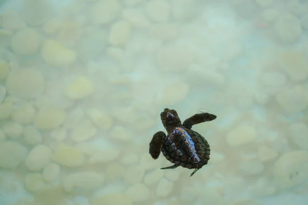 Bebé Tortuga Marina Nadando Bajo Agua Mar Clara —  Fotos de Stock