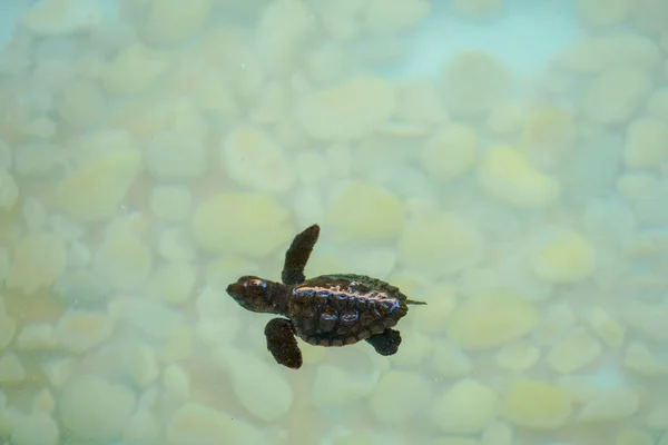Детеныш Морской Черепахи Плавает Чистой Морской Водой — стоковое фото