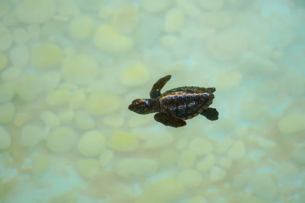 Berrak Deniz Suyu Altında Yüzen Bebek Deniz Kaplumbağası — Stok fotoğraf