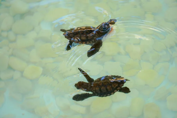 Baby sea turtles hatching swimming and catching food under clear sea water.