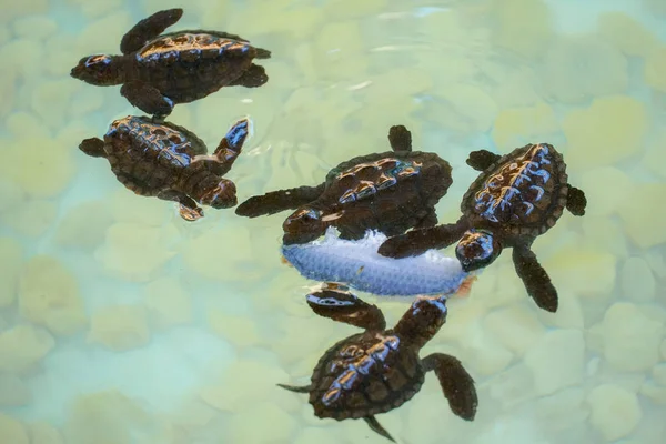 Yavru Deniz Kaplumbağaları Yüzme Berrak Deniz Suyu Altında Yiyecek Yakalamak — Stok fotoğraf