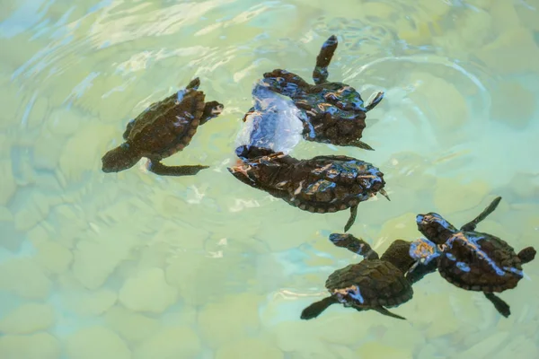 Baby sea turtles hatching swimming and catching food under clear sea water.